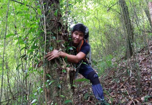 Chinh phục "cụ chè" shan tuyết - "kho báu" của đại ngàn Tây Bắc