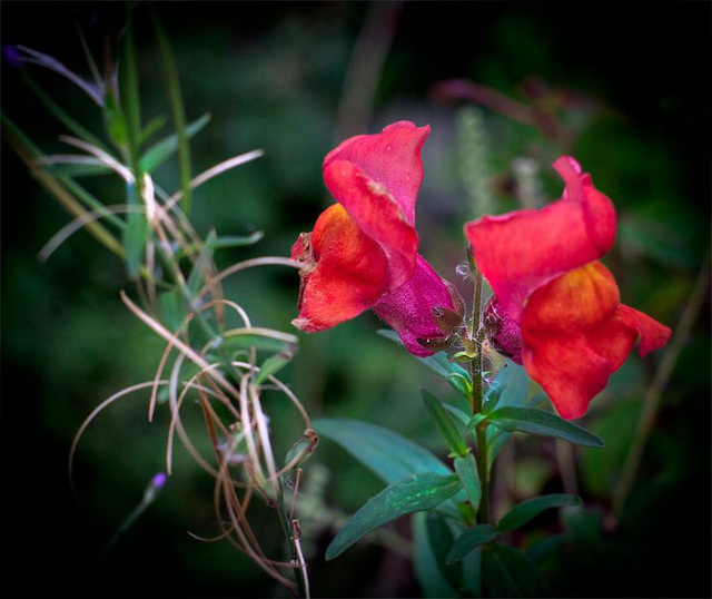  Hoa rồng snapdragon (hay còn gọi là hoa rồng hoặc hoa mõm sói), có tên khoa học Antirrhinum, được xếp là một trong những loài thực vật kỳ lạ nhất thế giới.