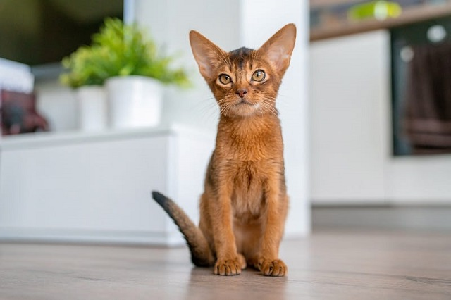  1. Abyssinian lông ngắn: Có thể trong danh sách những chú  mèo thông minh nhất hành tinh thì không thể bỏ qua cái tên Abyssinian.