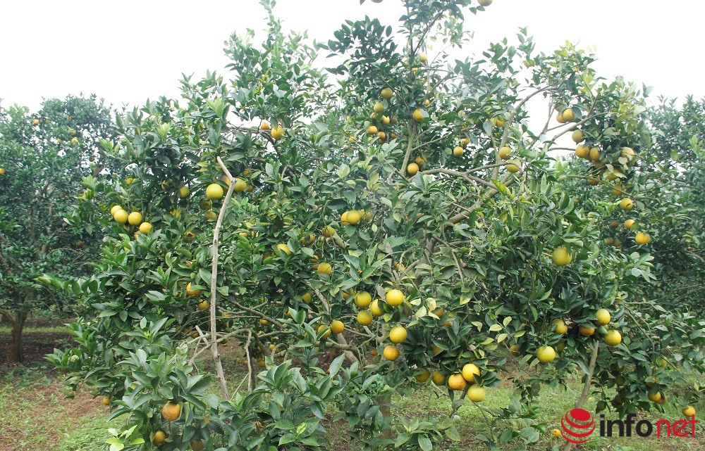    Những vườn cam trĩu quả   Đến xã Đồng Thành (huyện Yên Thành, Nghệ An) vào những ngày này, ai ai cũng dễ dàng bắt gặp những vườn cam lòng vàng trĩu quả, rực vàng trên những sườn đồi. Đây là thời điểm người dân bước vào thu hoạch chính vụ, cung cấp cho thị trường trong và ngoài tỉnh.