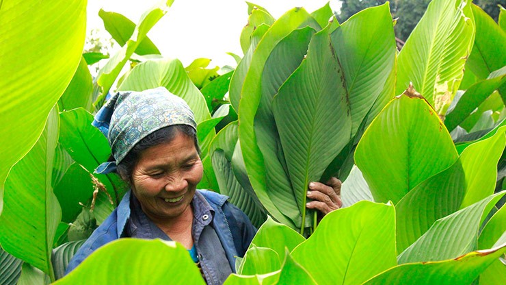 Những ngày cận tết, người dân ở nhiều nơi bắt đầu nhộn nhịp thu hoạch lá dong phục vụ người dân cả nước gói bánh Tết