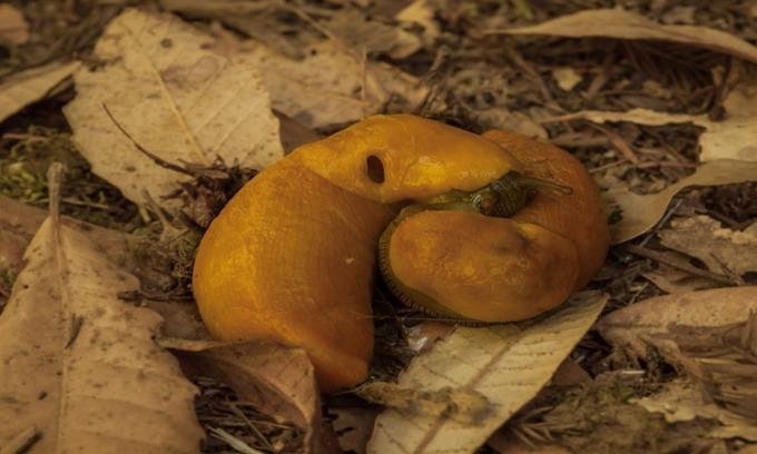 1. Sên chuối (banana slug) có cơ thể màu vàng và chiều dài cơ thể khoảng 25 cm. Sên chuối là  động vật lưỡng tính, nghĩa là chúng đồng thời sử dụng cả cơ quan sinh sản đực và cái.