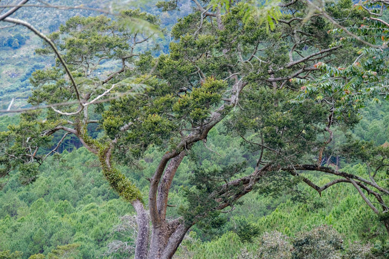 Theo nhiều nghiên cứu khoa học trước đây, loài  Du sam đá vôi (thông đá) chỉ có ở một số vùng nhất định tại Trung Quốc và Hạ Lang (Cao Bằng), Kim Hỷ (Bắc Kạn). Tuy nhiên, những khảo sát mới đây cho thấy tại Việt Nam giờ chỉ còn vài cây trưởng thành ở Kim Hỷ.