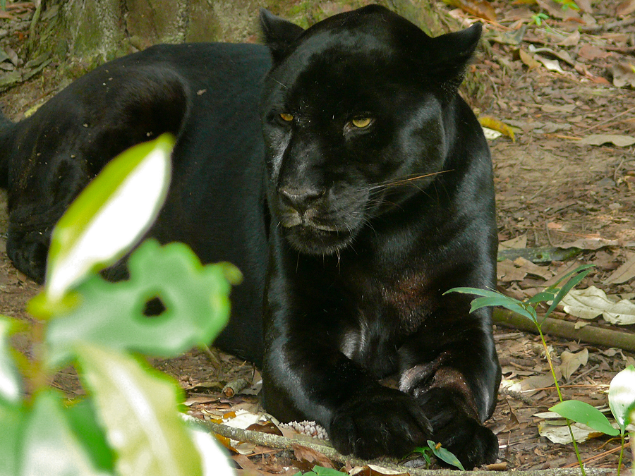 1. Panthera onca (Báo đen): Là loài báo lớn nhất Châu Mỹ. Bộ lông đen của loài  động vật này mang đến cho chúng vẻ đẹp huyền bí và cuốn hút.