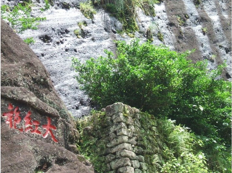 Cây trà Đại hồng bào, hay còn gọi là Đại hồng bào (tiếng Anh: Big Red Robe), là một trong những loại trà nổi tiếng và quý hiếm nhất của Trung Quốc. Cây trà này có nguồn gốc từ khu vực núi đá đỏ Wuyi ở tỉnh Phúc Kiến, Trung Quốc.