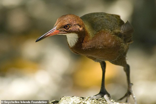 1. Gà nước họng trắng Madagasca: Theo hồ sơ hóa thạch, loài vật này đã  tuyệt chủng tại đảo san hô Aldabra của Ấn Độ trước trong một trận đại hồng thủy.