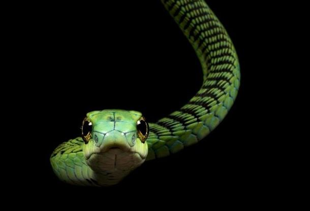 1. Rắn Boomslang: Loài rắn có tên khác là rắn cây xanh Nam Phi. Rắn này có màu xanh lá cây tươi sáng và cơ thể đẹp mắt. Khi bị đe dọa, chúng phồng cổ lên và lộ ra mảng da sáng giữa các lớp vảy.