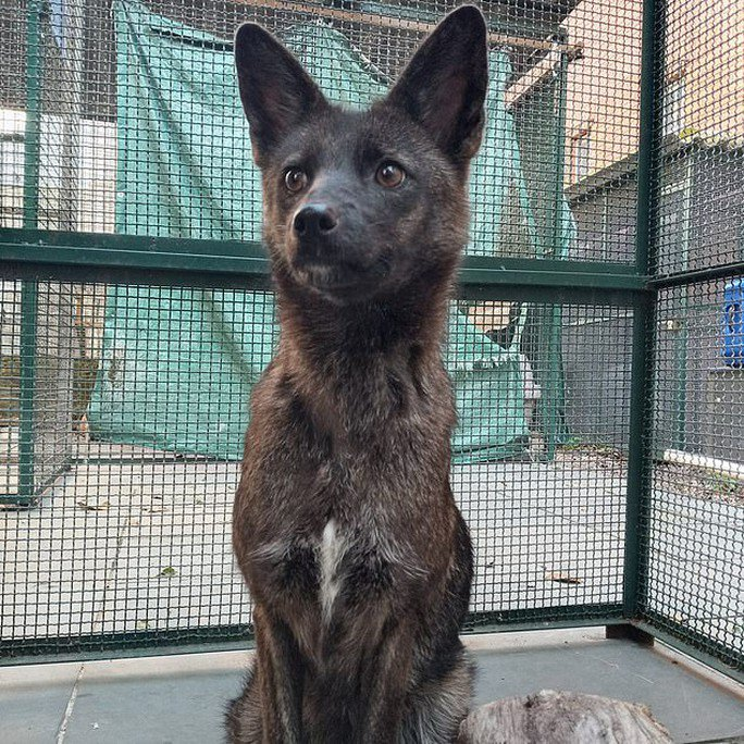 Một con  chó lai cáo độc đáo đã được phát hiện ở vùng hoang dã Brazil và được gọi là "dogxim" hoặc "graxorra". Con chó này bắt đầu thu hút sự chú ý sau khi bị ôtô tông và được đưa đến bác sĩ thú y vào năm 2021. Ban đầu, không ai có thể xác định được liệu nó là chó hay cáo do ngoại hình đặc biệt.