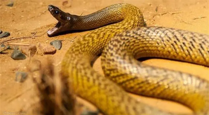  Rắn Taipan nội địa (Inland Taipan) được tìm thấy tại các khu vực nội địa ở Australia, như bang Queensland, Nam Úc, New South Wales và Bắc Territory.