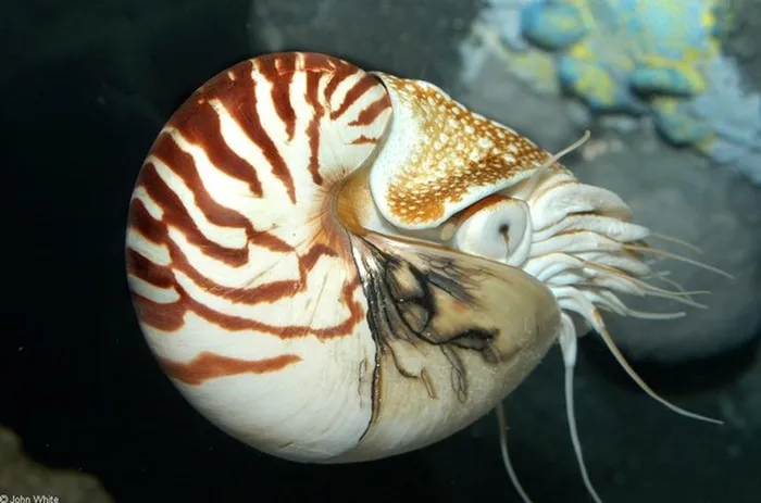 Ốc anh vũ (Nautilus pompilus) là một loài hóa thạch sống có từ cách đây 400-500 triệu năm và sống dưới đáy biển sâu, đặc biệt ở vùng nhiệt đới và cận nhiệt đới.