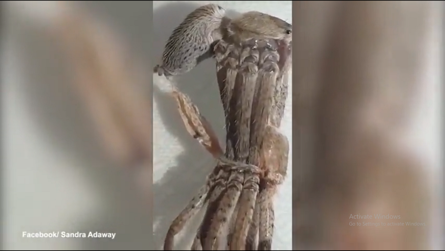 " Quái vật" này thực chất là một con nhện thuộc loài Giant Huntsman Spider (Heteropoda maxima). (Ảnh cắt từ clip)