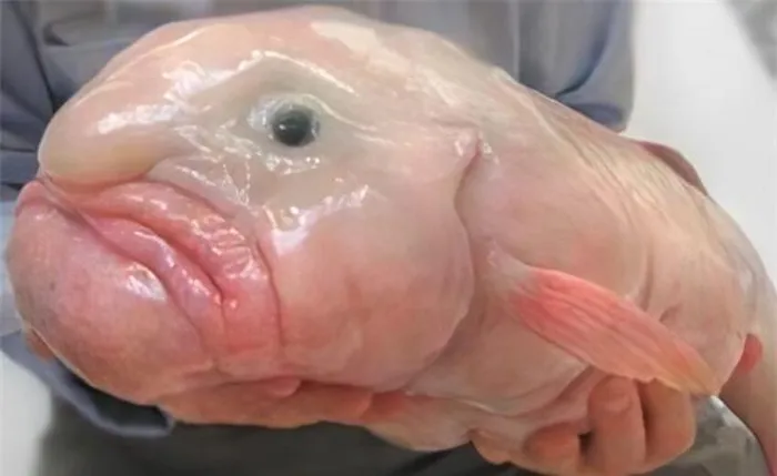 Cá giọt nước, còn được gọi là cá blobfish, được xem là loài động vật xấu xí nhất trên thế giới.