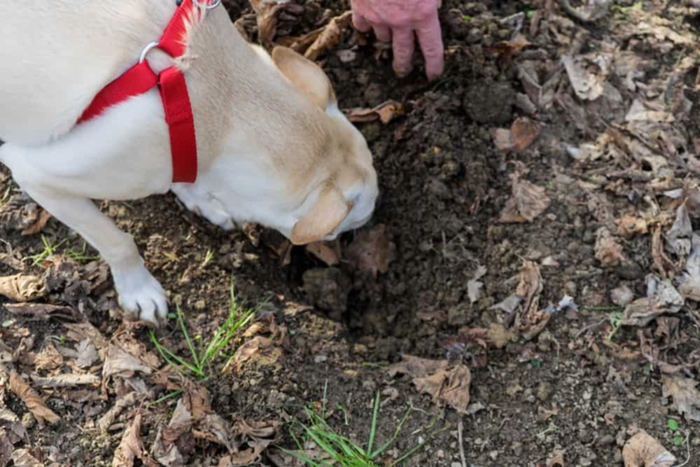 Một người đàn ông và chú chó cưng đã vô tình phát hiện một loại  nấm truffle độc đáo trong khu rừng ở vùng Piedmont, nước Ý.