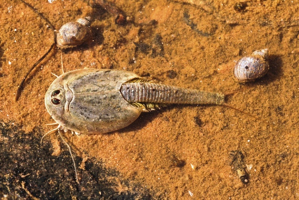 1. Triops longicaudatus (Tôm nòng nọc đuôi dài): Loài tôm nòng nọc này được coi là hóa thạch sống vì ngoại hình của chúng ít thay đổi trong suốt 70 triệu năm qua. Chúng có hình dáng giống con cua ngựa nhỏ và có đuôi dài nhiều đốt.