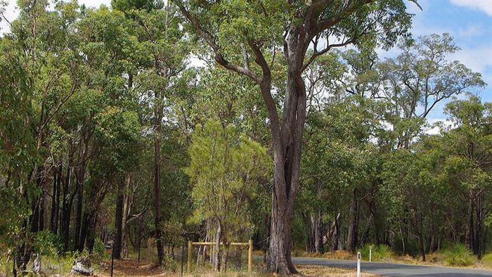 Bạch đàn (Eucalyptus) là chi thực vật có hoa trong họ Đào kim nương - loài thực vật bản địa có xuất xứ từ Úc.