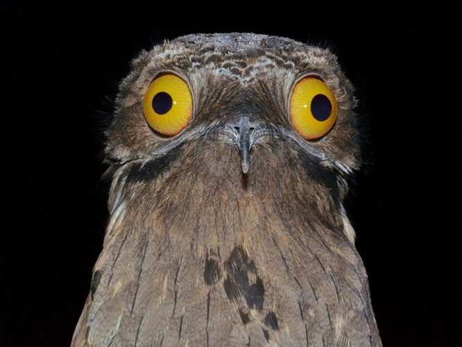 Chim Potoo, với tên khoa học Nyctibius Griseus, là một  loài chim sống ẩn mình trong rừng Trung và Nam Mỹ, nổi tiếng với vẻ ngoại hình xấu xí và đôi mắt tròng vàng to tướng.