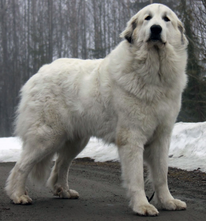 1. Great Pyrenees: Nguồn gốc từ Pháp, Great Pyrenees có kích thước lớn và làm nhiệm vụ bảo vệ nông trại. Chúng trung thành, can đảm, thích hợp với môi trường lạnh.