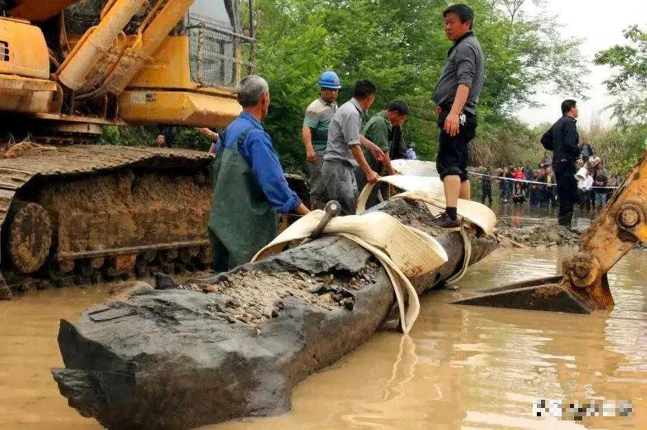  Khúc gỗ này dài 8m và nặng 5 tấn. Lâm Trường Hưng cho rằng đó chỉ là một khúc gỗ thông thường và dự định sử dụng nó để làm khay trà và ấm trà.