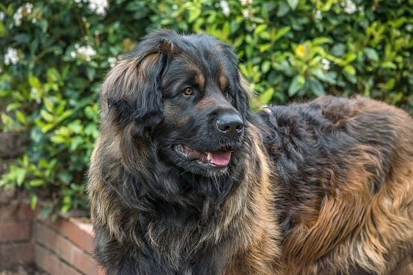 Leonberger hay còn được biết đến với tên gọi " sư tử Đức", là một giống chó trông nhà và chó cảnh lớn có nguồn gốc từ Đức.