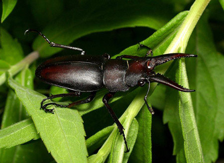 1. Bọ kẹp kìm (Họ Lucanidae) - còn được gọi là "người máy sinh học", chúng sở hữu bộ giáp cứng và vẻ ngoài "hầm hố". Loài côn trùng này có khả năng nâng vật nặng hàng trăm lần trọng lượng của chúng.