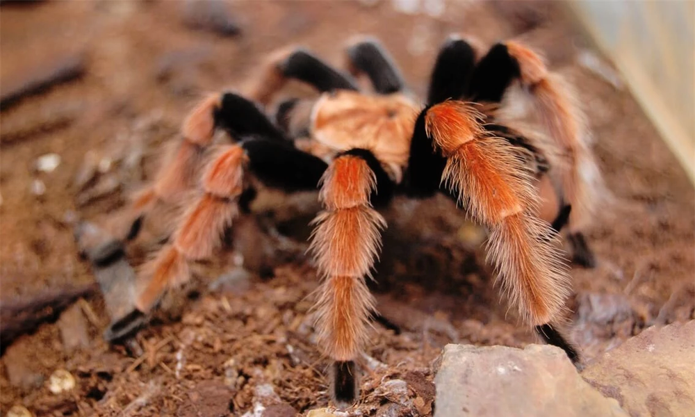 1. Nhện Tarantula: Nguồn gốc từ châu Mỹ và nhập khẩu vào Việt Nam năm 2008. Loài nhện này có khả năng gây nguy hiểm đến tính mạng người nếu bị cắn. Vết cắn của loài động vật này có thể gây đau buốt, loét, và khó chữa lành. 