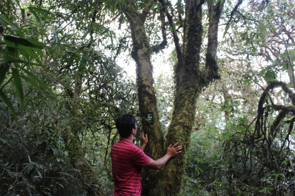  Cây chè cổ thụ Bạch Long sinh trưởng âm thầm cả triệu năm, thân to, cao chót vót, lá mọc tít, rêu mốc.