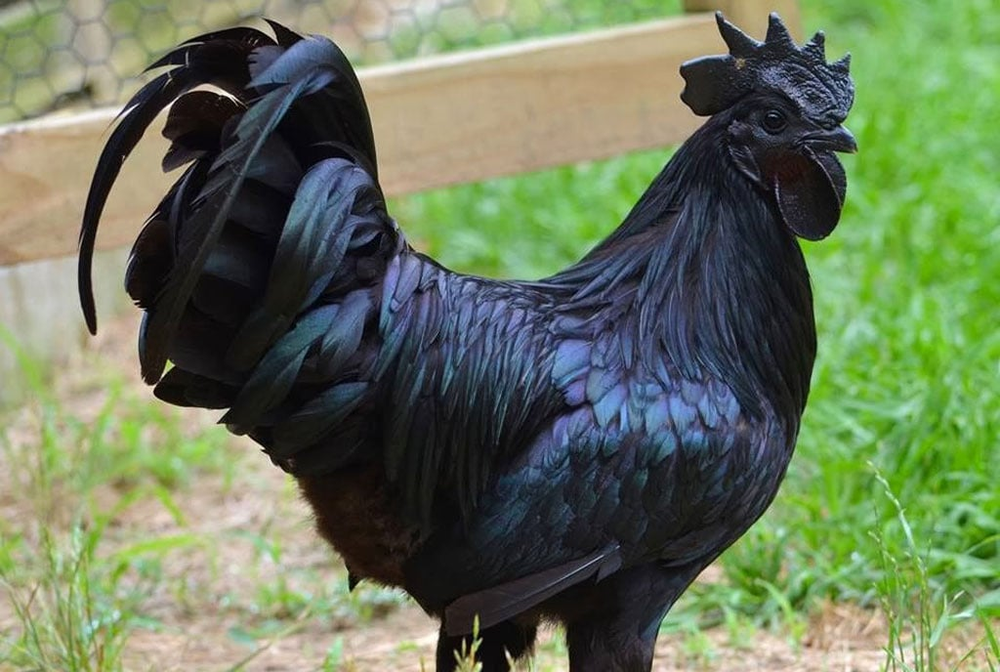 Giống  gà mặt quỷ (Ayam Cemani) nổi tiếng với mức giá đắt đỏ và độc đáo do màu đen phủ kín cơ thể, từ lông, mắt, mỏ cho đến cơ quan nội tạng.