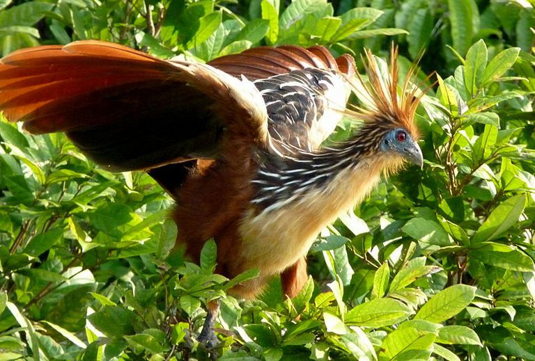 1. Gà Móng (Stinkbird): Loài  động vật này sống ở khu vực rừng ven sông Amazon, nổi tiếng với hệ thống tiêu hóa độc đáo, tạo ra mùi hôi khó chịu từ thức ăn của chúng. Thịt của chúng cũng có mùi khá kinh khủng, giúp chúng tránh khỏi con người.