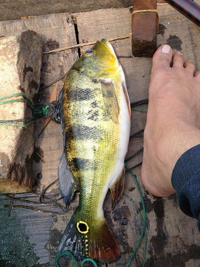 Cá hoàng đế có tên tiếng Anh là Peacock Bass, tên khoa học Cichla ocellaris, là một loài săn mồi ăn tạp.