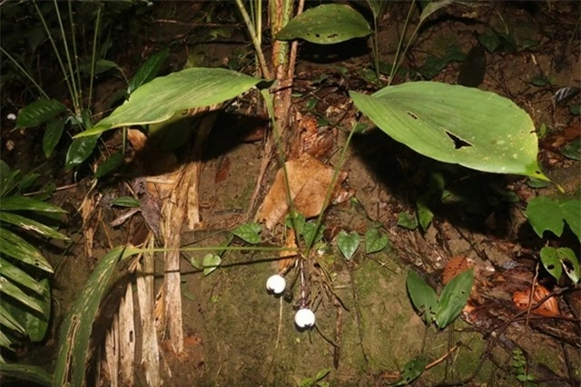  Loài cây này, có tên khoa học là Asparagaceae, thuộc họ măng tây, được đặt tên là "Tỏi đá Phong Điền". Phát hiện này được thực hiện bởi nhóm nghiên cứu tại Khu bảo tồn thiên nhiên Phong Điền ở Thừa Thiên – Huế, và đến nay, đó là nơi duy nhất ở Việt Nam loài cây này được tìm thấy.