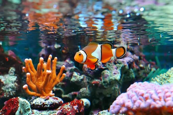 1. Cá hề (Clownfish): Cá hề là  động vật lưỡng tính, có khả năng sinh sản giống cả con đực và con cái. Chúng có thể chuyển giới từ giới tính này sang giới tính khác nếu cần thiết.