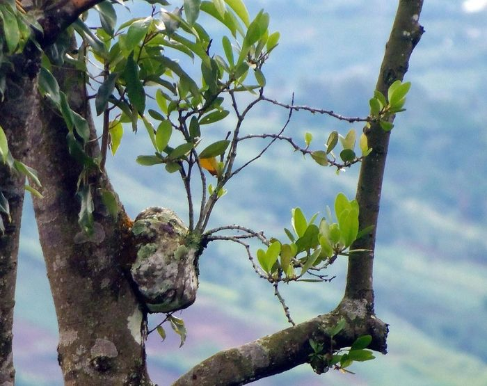 Cây tổ kiến, hay còn gọi là cây bí kỳ nam, là một loài  thực vật độc đáo của Việt Nam, thường gặp ở các tỉnh phía Nam, đặc biệt là ở Tây Nguyên.