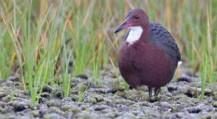 Gà nước cổ trắng Aldabra có tên khoa học là Dryolimnas cuvieri aldabranus, thuộc họ Gà nước Rallidae và bộ Sếu Gruiformes.  Loài chim này được xác nhận là đã tuyệt chủng nhưng đến năm 2019, các nhà khoa học bất ngờ tìm thấy chúng tại đảo san hô Aldabra.