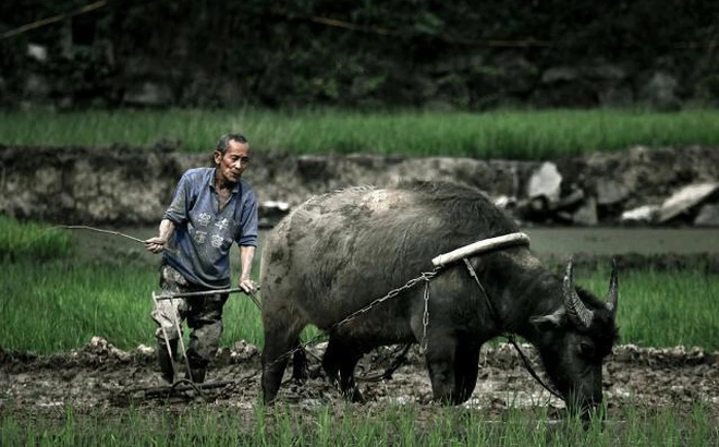 Năm 1957, lão nông Ân Tư Nghĩa ở thôn Thái Bình, huyện Hoa, tỉnh Thiểm Tây, đã có một phát hiện kỳ lạ khi cày đất.