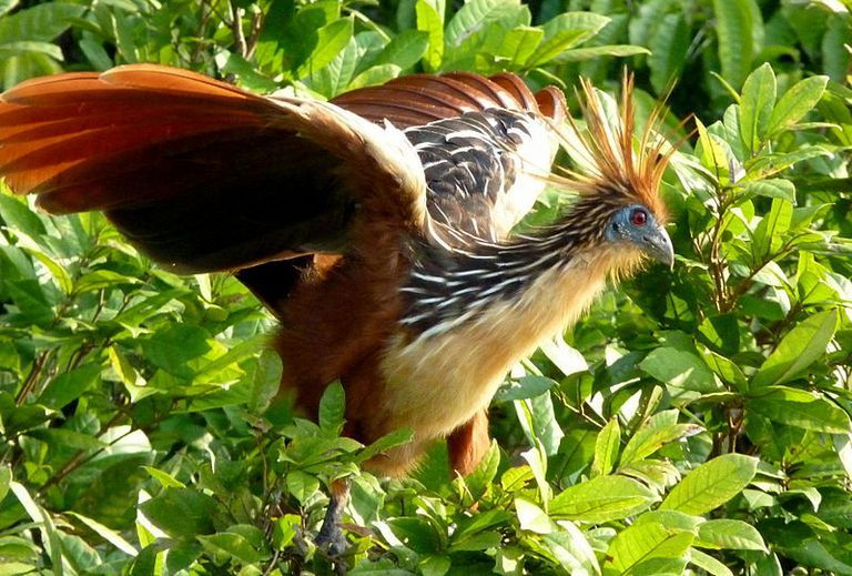 1. Gà Móng (Stinkbird): Loài  động vật này sống ở khu vực rừng rậm ven sông Amazon. Chúng có hệ thống tiêu hóa đặc biệt, khiến thức ăn của chúng thối rữa và phát ra mùi hôi.