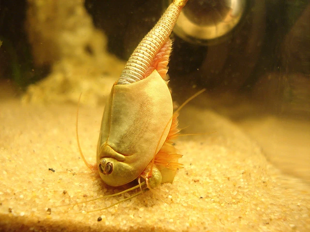 Loài  tôm khủng long, còn được gọi là tôm nòng nọc Mỹ hay tôm nòng nọc gạo (Triops longicaudatus), là một loài sinh vật tồn tại từ thời tiền sử và đã sống sót qua ba lần tuyệt chủng lớn.