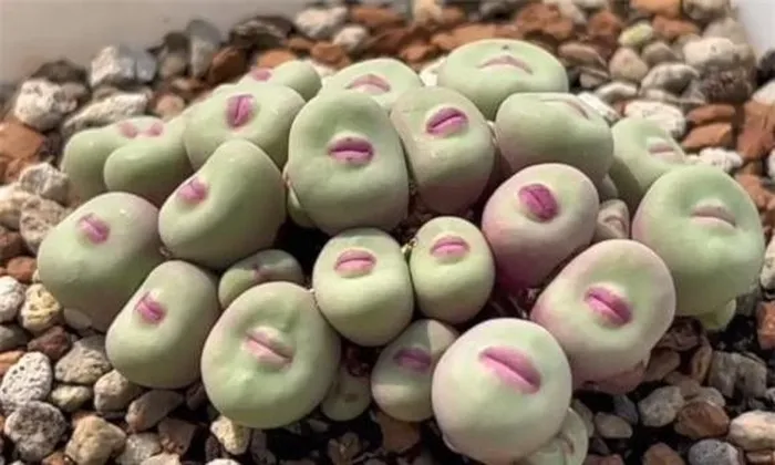 Loại  cây này được biết đến với tên Conophytum pageae, hay còn gọi là Cone Plant, Dumplings, Button Plants, Lips Plant và Butt Plant.