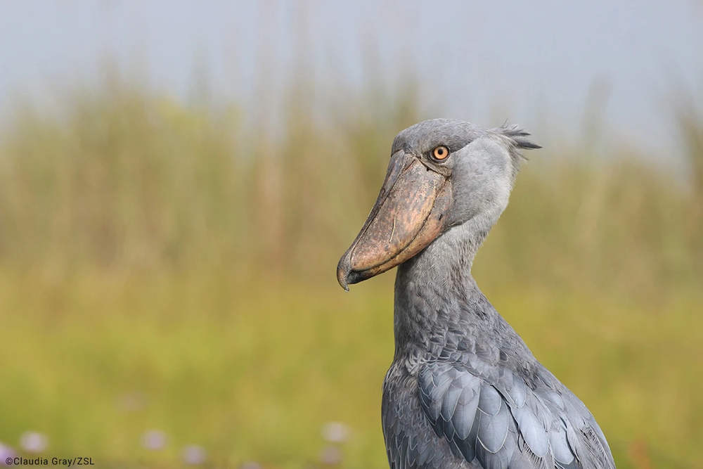 Cò mỏ giày (Balaeniceps rex) là một loài  chim quý hiếm, cao bằng người, được biết đến với khả năng săn mồi hung dữ, đặc biệt là cá sấu con, và chiếc mỏ khổng lồ của chúng giúp chúng nuốt chửng toàn bộ con mồi một cách nhanh chóng.