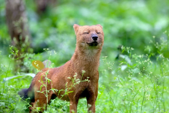 Loài  chó hoang dhole, còn gọi là chó hoang châu Á, là một loài quý hiếm nằm trong Sách Đỏ của Việt Nam và thế giới, thuộc danh mục cấm săn bắt.