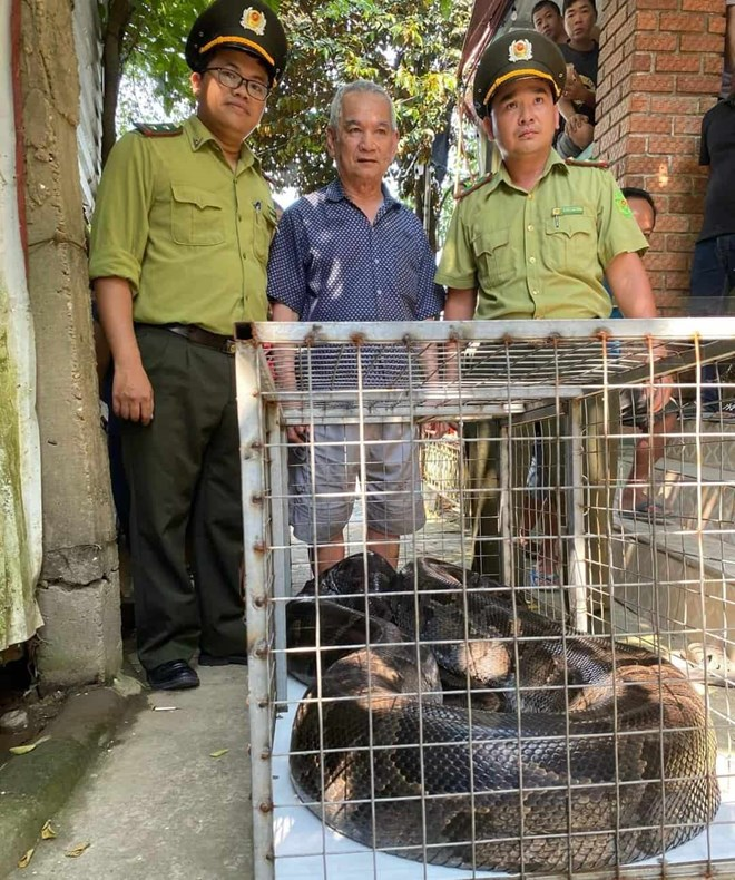 Con  trăn đất quý hiếm này có trọng lượng lên đến 85kg, dài 5,2m và được giao nộp vào ngày 1/4 bởi ông Hà Văn Đới, cư dân tại phường Vỹ Dạ, TP Huế. Tại thời điểm tiếp nhận, con trăn đất này có sức khỏe tốt.