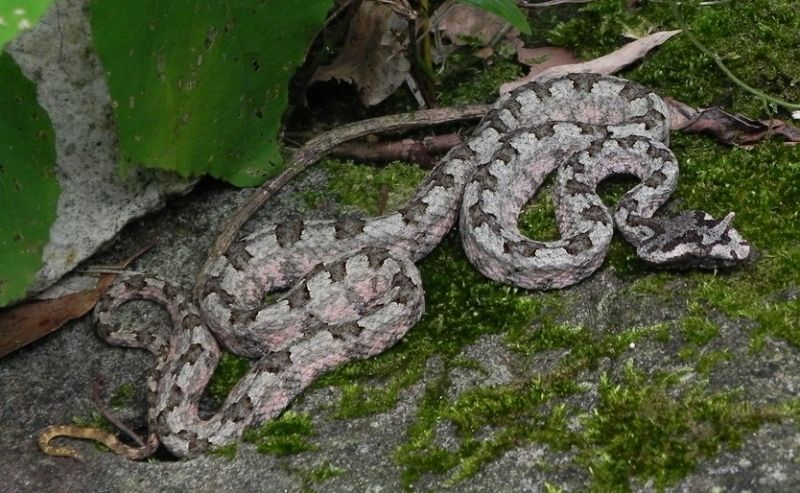 1.  Rắn lục sừng (Trimeresurus cornutus): Đầu hình tam giác, phân biệt rõ với cổ, có sừng ở trên vùng mắt. Tìm thấy ở vườn quốc gia Bạch Mã và vùng Bắc Bộ. Được xếp vào danh sách loài rắn độc và nguy hiểm nhất ở Việt Nam.