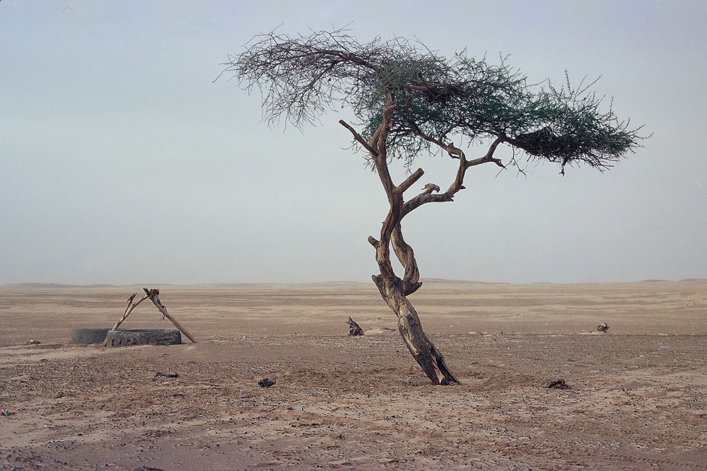  Cây keo Ténéré, hay còn gọi là L'Arbre du Ténéré, từng là biểu tượng của sự cô độc trên sa mạc Sahara. Trong vòng bán kính 400km, nó là cây duy nhất trên vùng đất khắc nghiệt này.