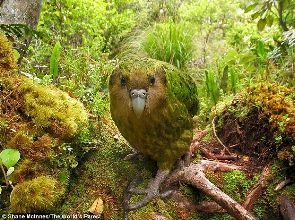 1. Vẹt Kakapo: Mặc dù vẹt nổi tiếng thông minh, nhưng loài vẹt Kakapo lại là ngoại lệ. Là một trong những loài  động vật có IQ thấp nhất thế giới, vẹt Kakapo không biết bay và thường giả vờ "đóng băng" khi gặp nguy hiểm. Đôi khi chúng thậm chí còn trèo lên cây và tung cánh giả vờ bay. Đặc điểm này khiến cho chúng trở nên ngốc nghếch và dễ bị săn mồi.