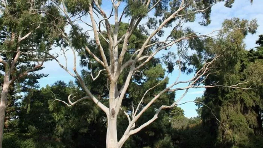 Loài  thực vật này được gọi là Bạch đàn (Eucalyptus marginata), thuộc họ Đào kim nương, ban đầu xuất xứ từ Australia, nhưng nay được trồng rộng rãi ở Việt Nam.