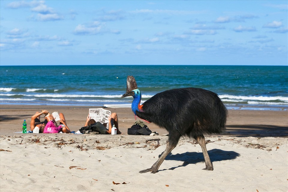 1. Cassowary: Loài  chim hung hãn này sống ở Australia và New Guinea, nổi tiếng với khả năng tấn công mạnh mẽ bằng những nhát chém từ các móng chân sắc nhọn như dao găm. Có khả năng di chuyển với tốc độ lên tới 50 km/h và đã gây tử vong cho con người trong các vụ tấn công.