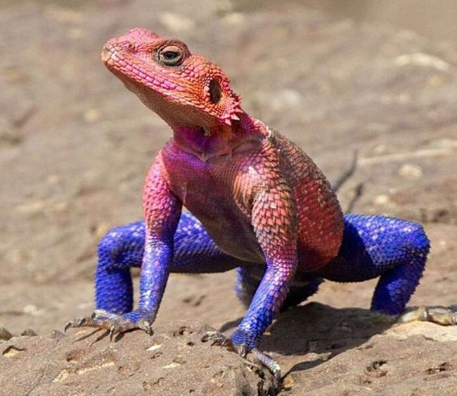 1. Thằn lằn đá (Mwanza Flat-headed Agama): Là một trong những kẻ " lạc loài" trong thế giới động vật, loài thằn lằn từ Kenya với màu xanh và đỏ nổi bật, trông giống Người Nhện. Chúng có thể thay đổi màu sắc và chạy trên hai chân sau.