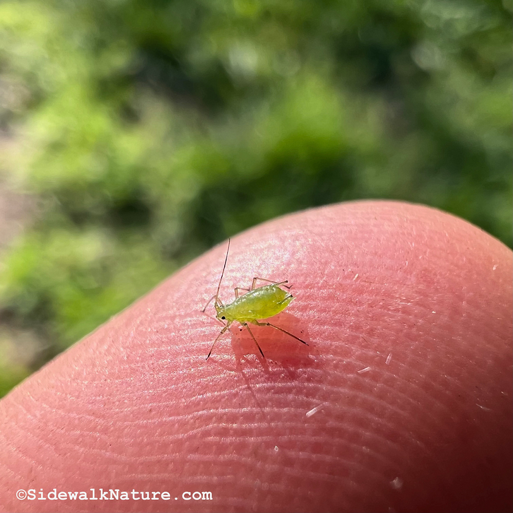 1. Rệp vừng (Aphid): Loài  động vật nhỏ bé này sinh ra đã có trứng bên trong cơ thể và sinh sản vô tính, tạo ra bản sao của mình. Khi môi trường sống thay đổi, chúng chuyển sang sinh sản hữu tính để đảm bảo đa dạng di truyền và sự sống.