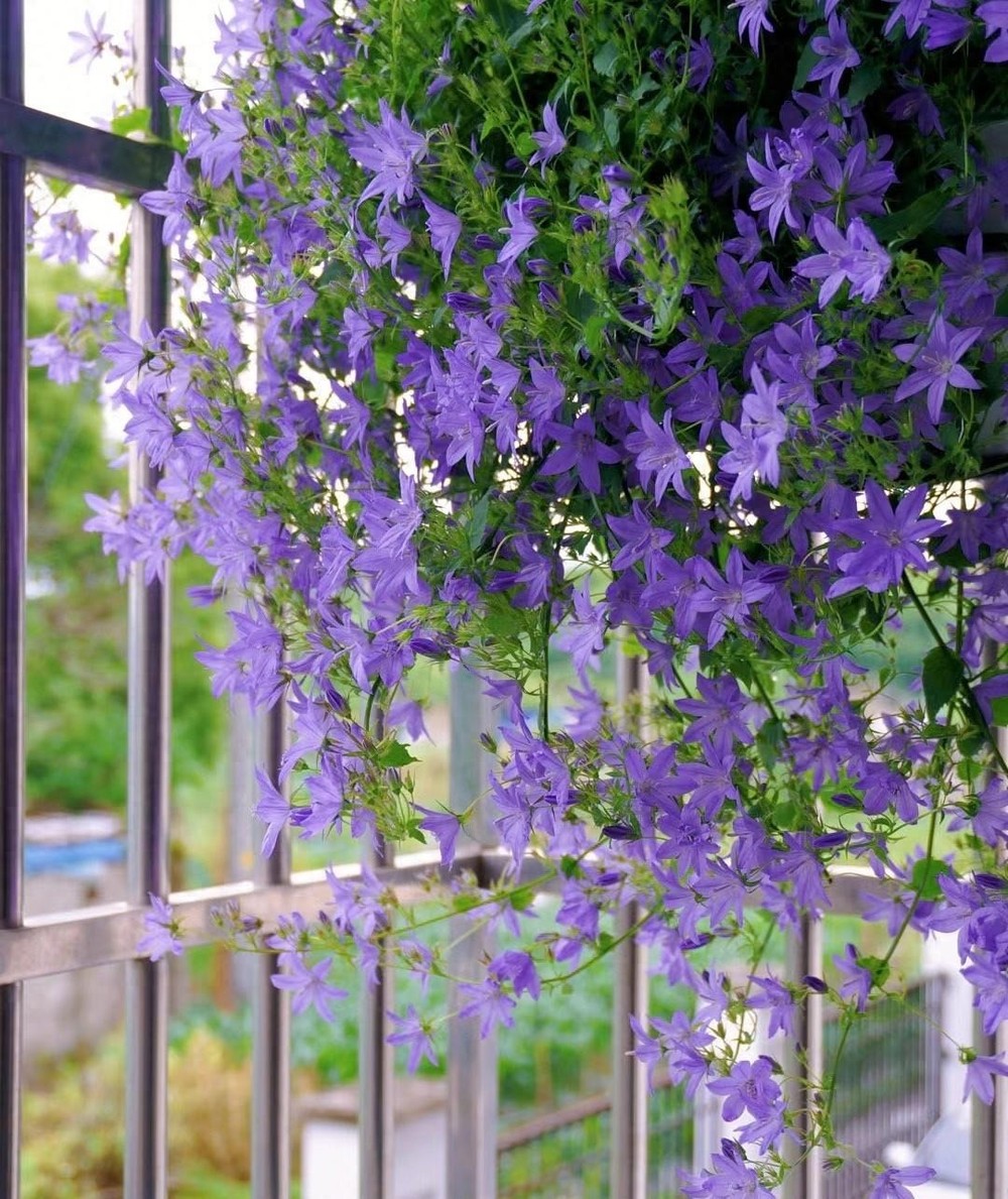  Hoa chuông gieo có tên khoa học là Campanula garganica, tên tiếng Anh là Bell Flower (hoa chuông), thuộc gia đình Campanulaceae. Đây là loài hoa "đổi vận" thành công từ cỏ dại mọc hoang thành cây cảnh được ưu ái trồng trong nhà trong vài năm gần đây.