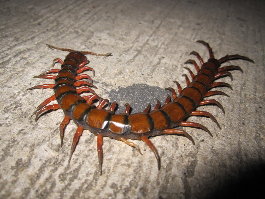 Scolopendra gigantea, hay  rết chân vàng khổng lồ Peru hoặc rết khổng lồ Amazon, là loài rết lớn nhất thế giới, với kích thước trung bình khoảng 26 cm và có thể lên tới 30 cm.