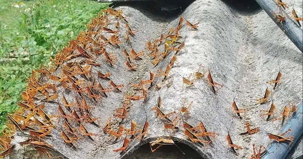 1.  Châu chấu tre lưng vàng ở Lạng Sơn: Vào ngày 29/5/2024, hàng vạn con châu chấu tre lưng vàng bất ngờ xuất hiện tại tỉnh Lạng Sơn, Việt Nam gây thiệt hại cho khoảng 1-2 hecta ruộng ngô của người dân xã Thiện Hòa, huyện Bình Gia.